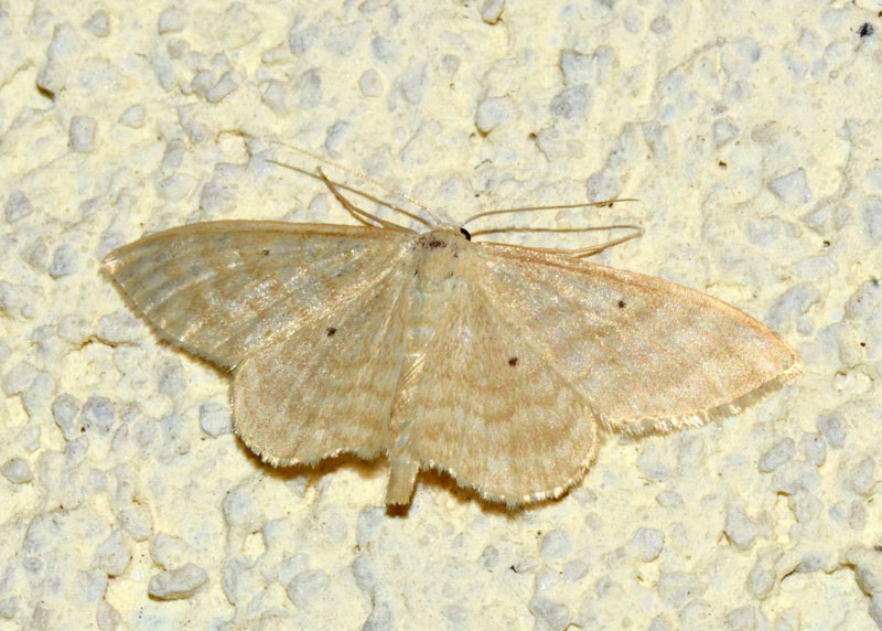 Scopula (Calothysanis) immutata ?